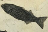 Stunning Green River Fossil Fish Mural with Large Mioplosus #233854-5